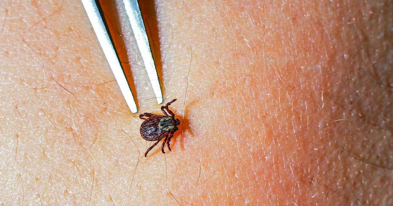 A Pill That Kills Ticks Is a Promising New Weapon Against Lyme Disease